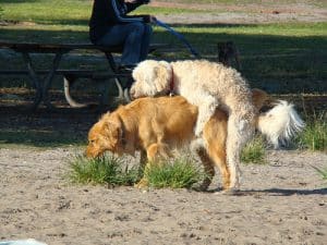 humping