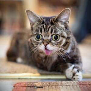 LilBUB