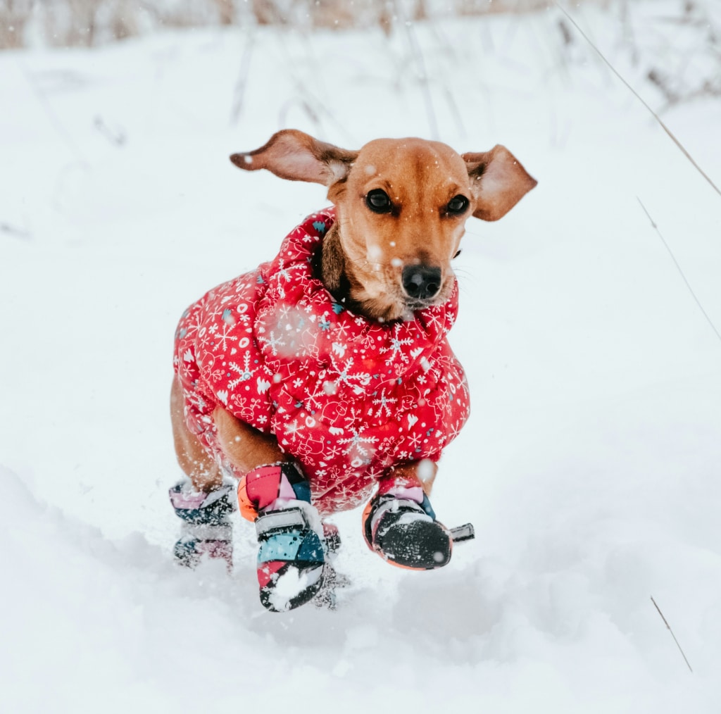 Dog wearing boots and a red coat in the snow to protect its paws during winter – Oven-Baked Tradition tips