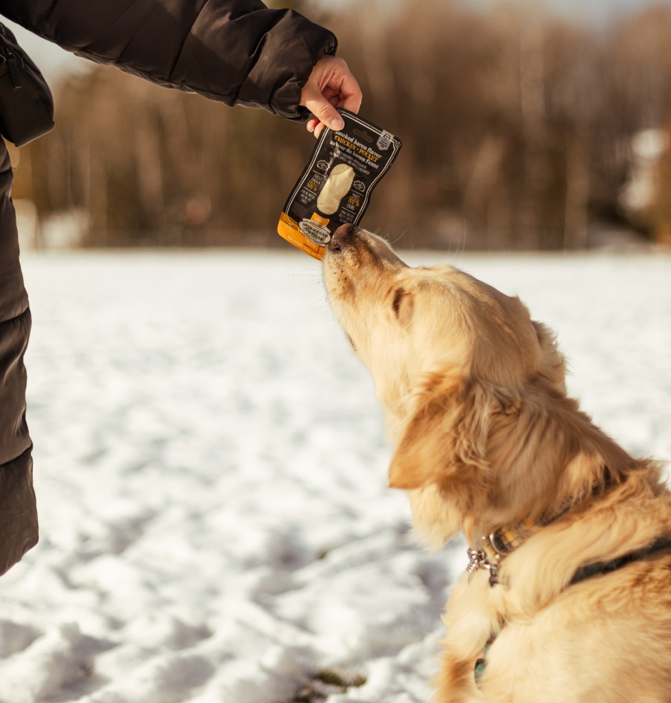 Dog savoring an Oven-Baked Tradition treat during a winter hike in Quebec on a snowy trail