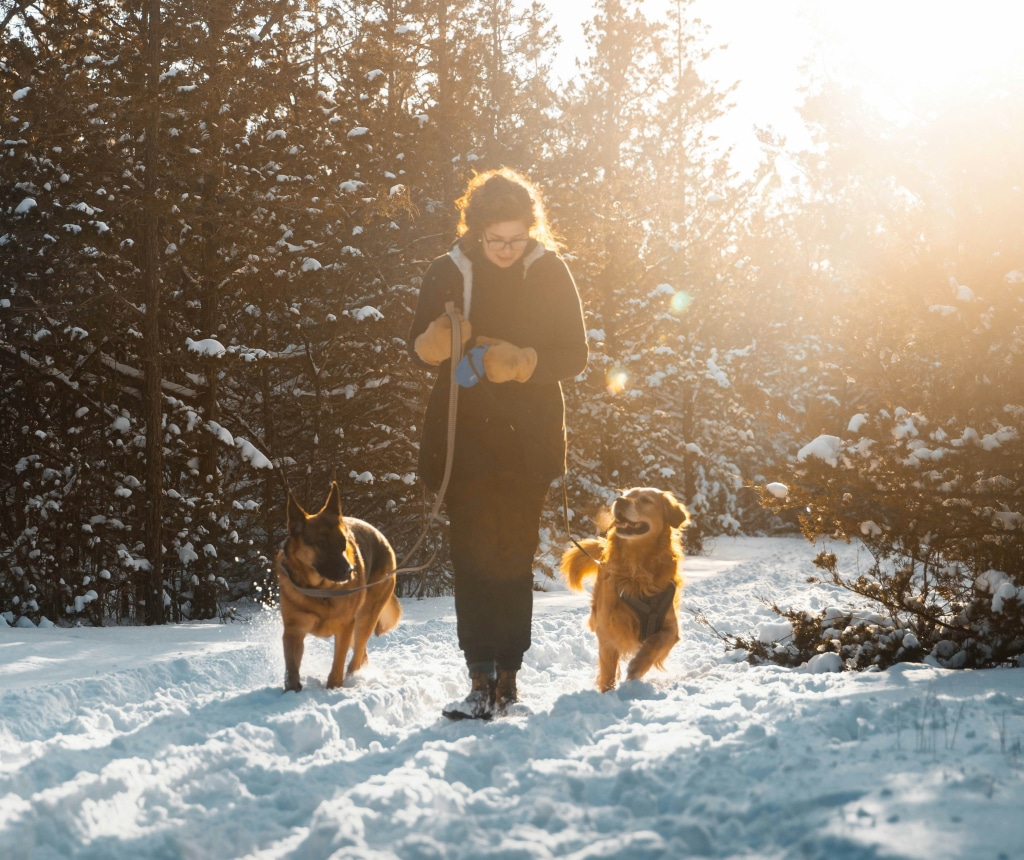 Person walking with two dogs on a snowy forest trail during winter hiking in Quebec – Oven-Baked Tradition tips