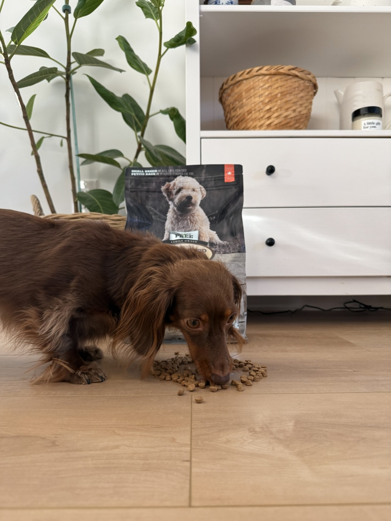 Small breed dog eating hypoallergenic grain-free fish recipe by Oven-Baked Tradition
