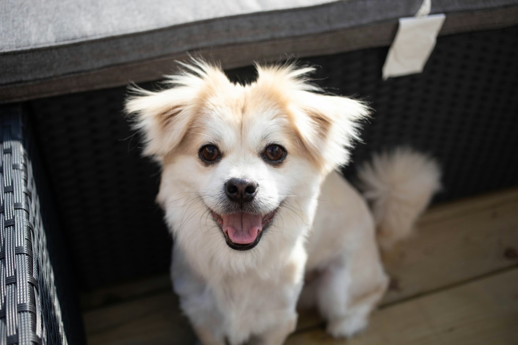 Chien avec des dents en santé grâce aux conseils dentaires Oven-Baked Tradition
