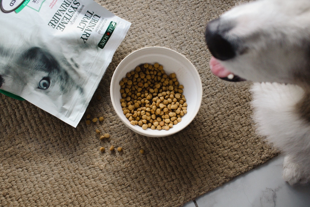 Dog preparing for a successful food transition with Oven-Baked Tradition Urinary Tract grain-free food for adult dogs – Duck