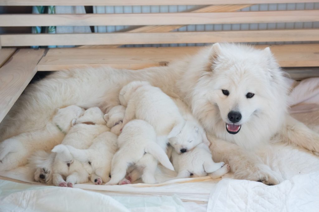 Mère chien avec ses chiots montrant l’attachement et le lien maternel