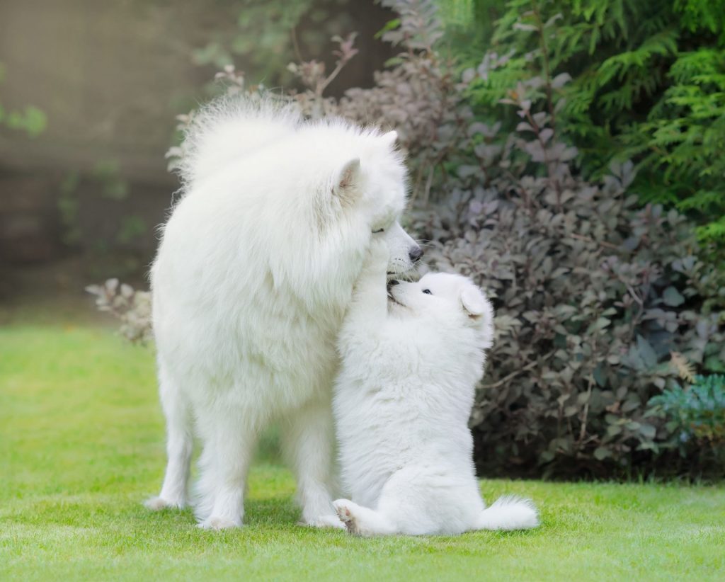 Mère chien avec son chiot à l’extérieur