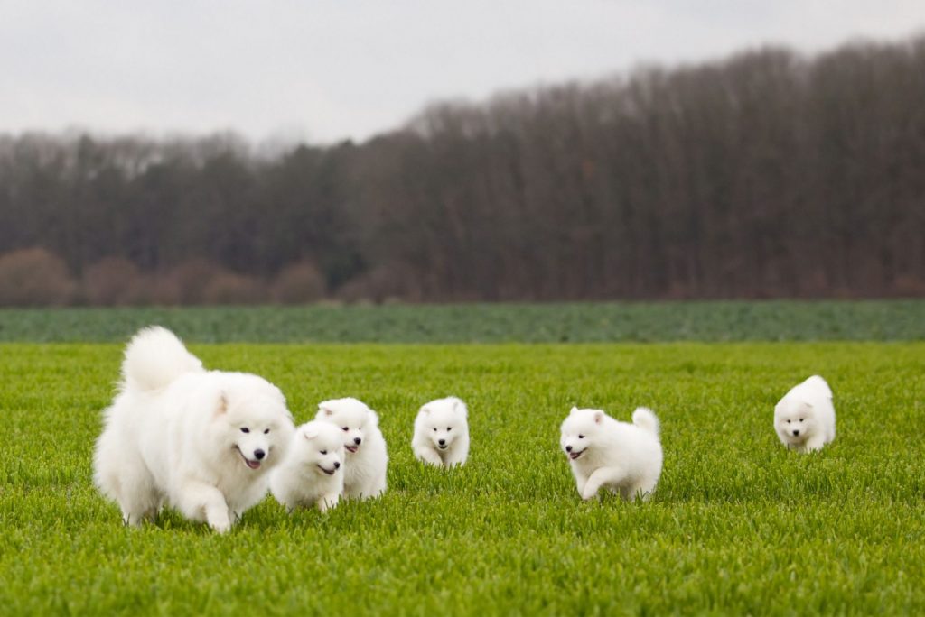 Famille de chiens jouant à l’extérieur