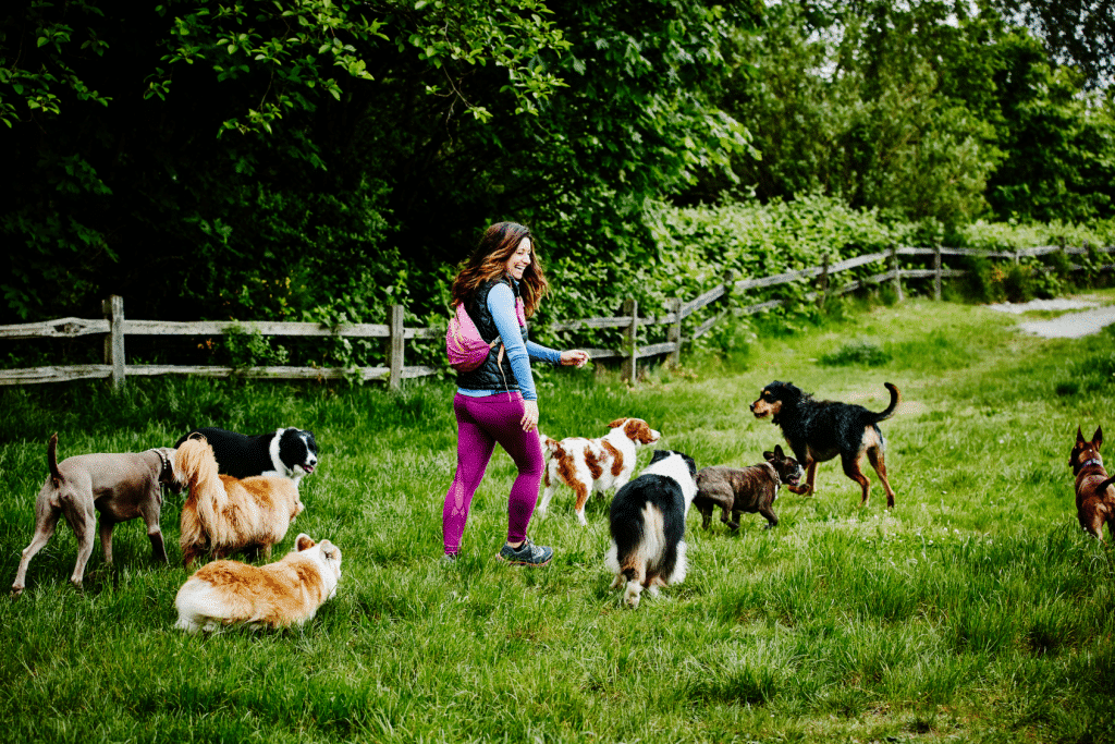 pension pour animaux
pet daycare