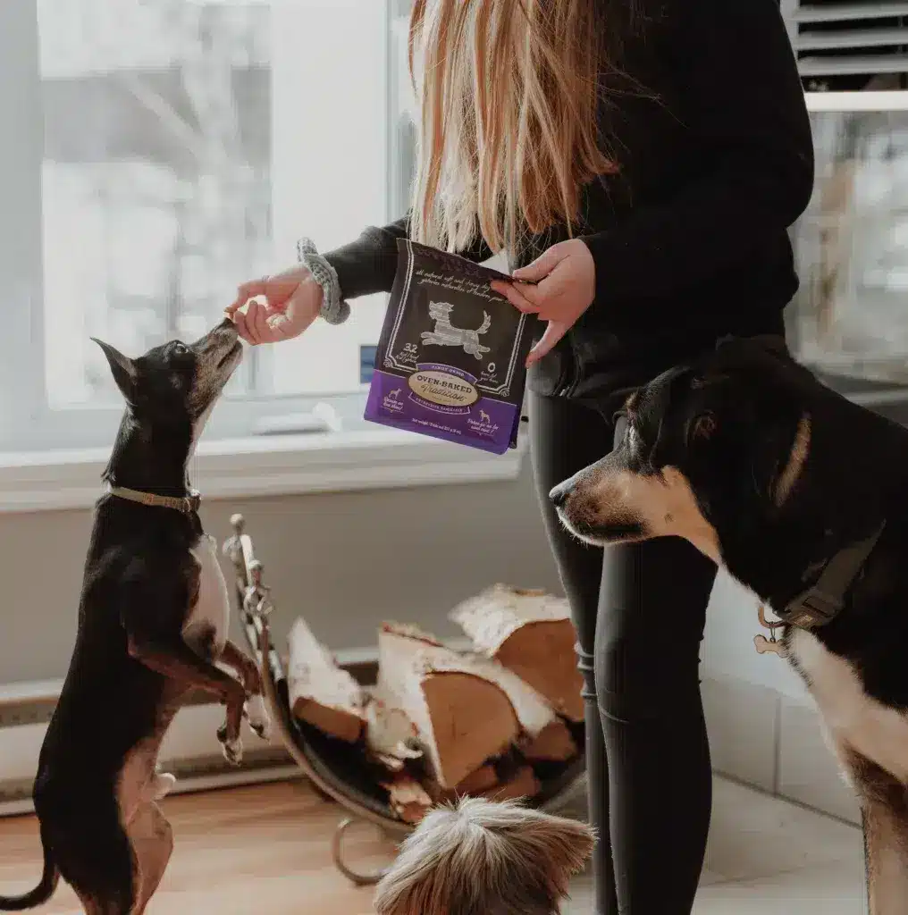 In a cozy living room, a person gives a large dog a slowly oven-baked Oven-Baked Tradition treat.