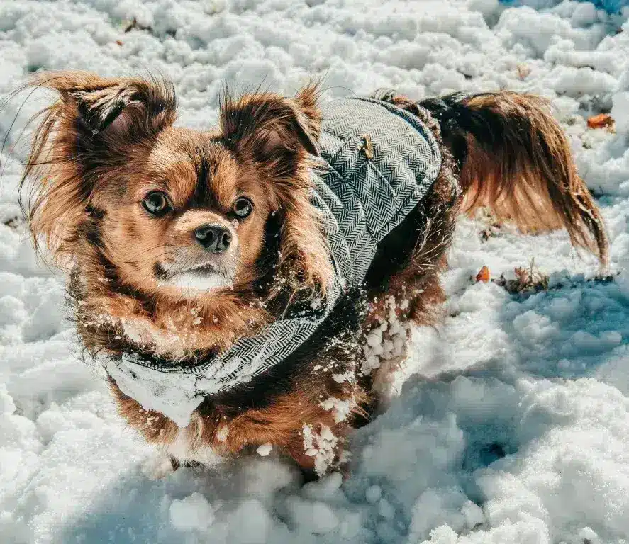 Small dog wearing a coat on a snowy trail during a winter hike in Canada – Oven-Baked Tradition tips