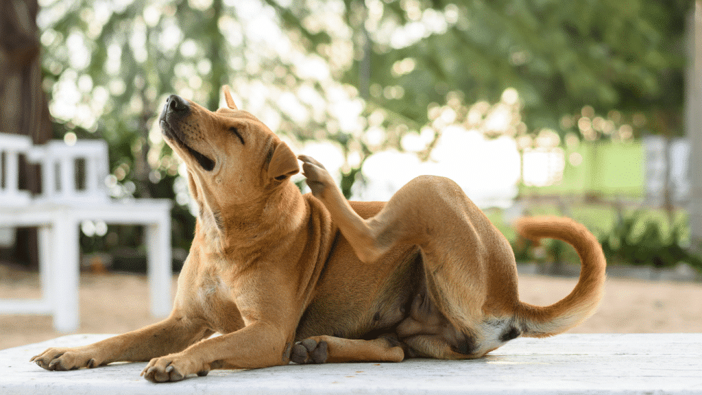Dog scratching due to seasonal or food allergies – Oven-Baked Tradition
