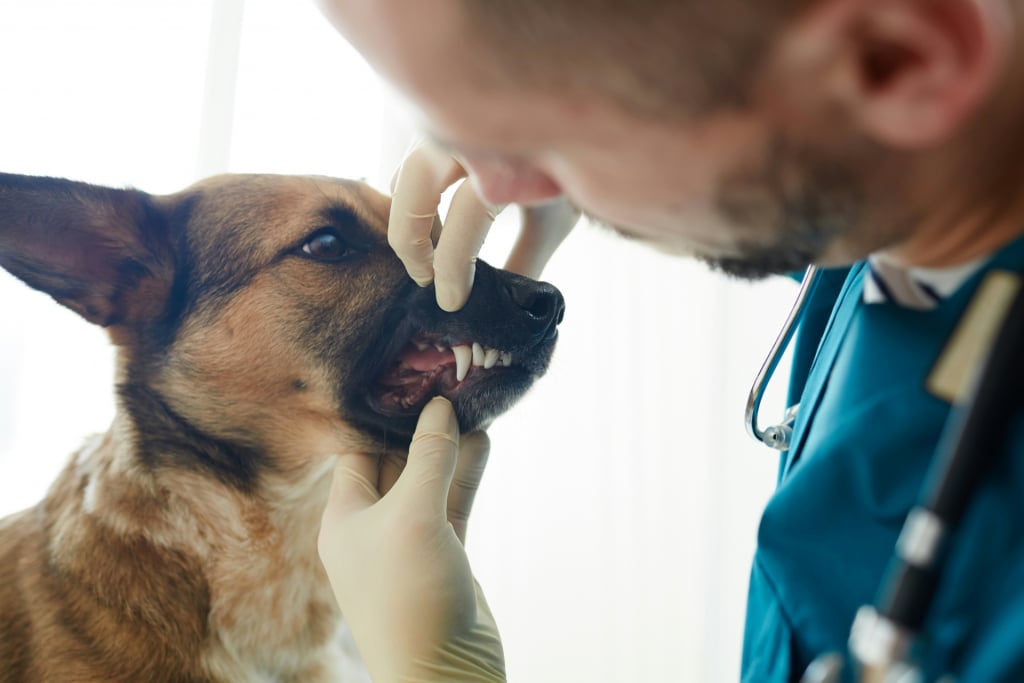 Dog at the veterinarian for dental problems or gingivitis, supported by Oven-Baked Tradition