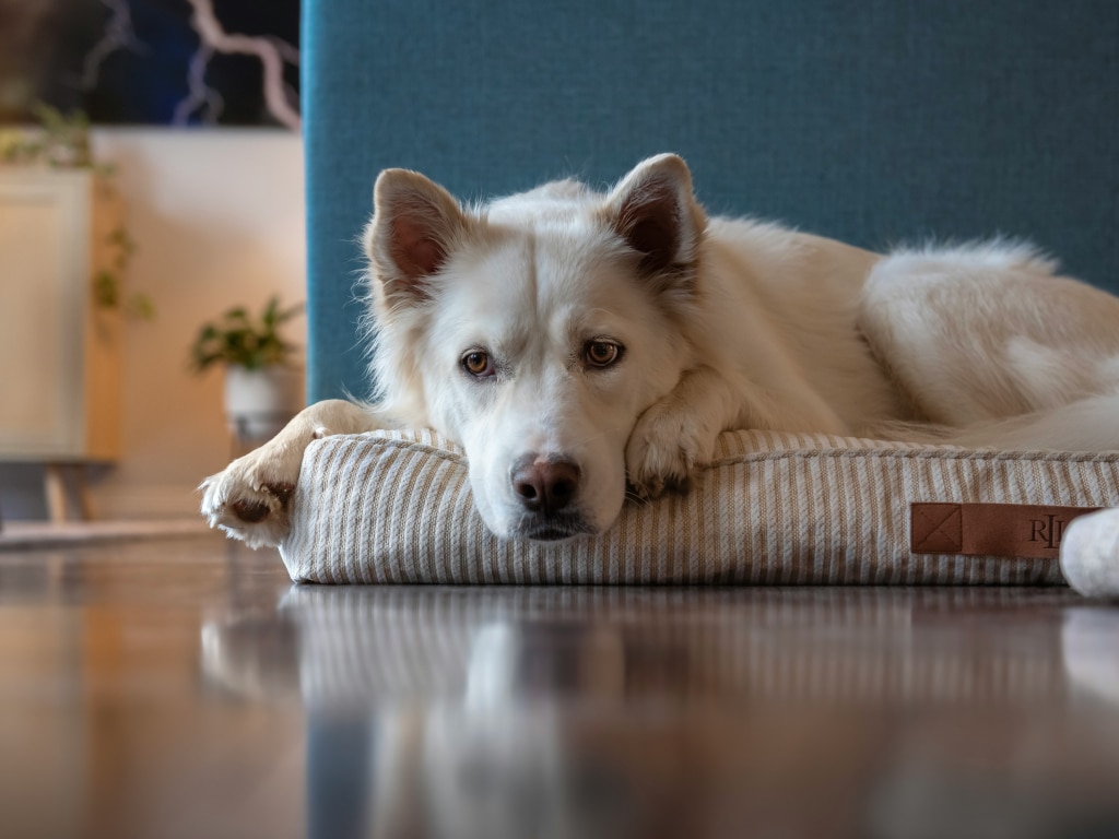 Relaxed dog in a cozy home interior, tips for dog comfort and rest at home.
