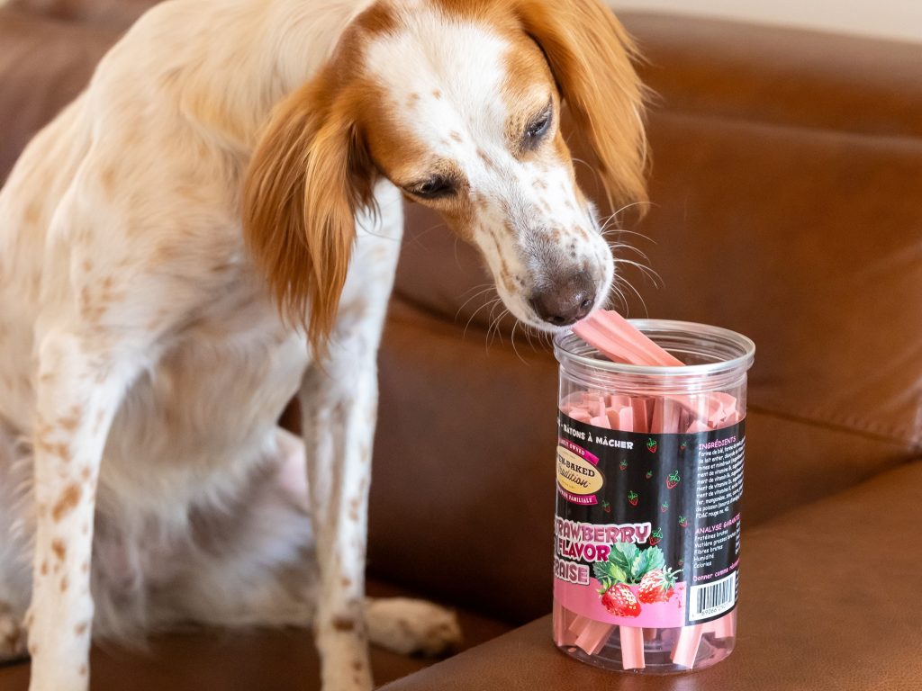White and brown dog sniffing a jar of chew sticks, for a moment of relaxation and calm.