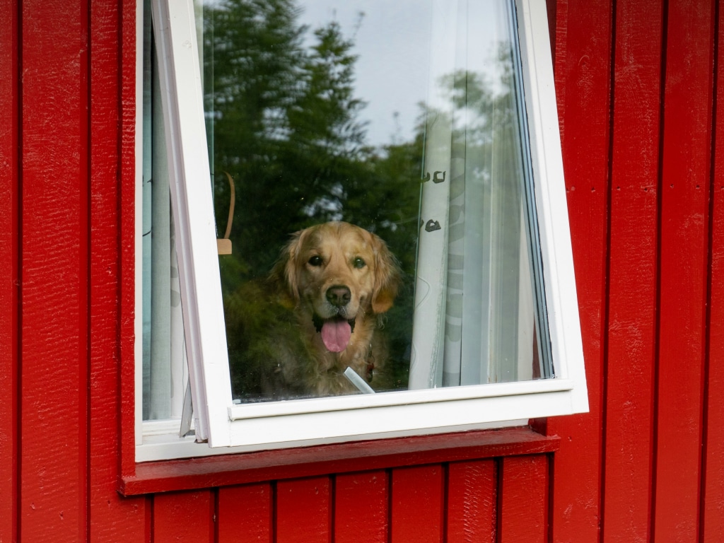 Dog looking out the window of a red house, waiting for the return of its owner