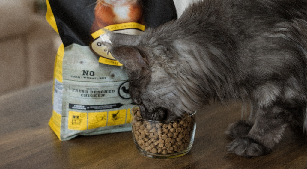 Cat eating Oven-Baked Tradition Fresh Deboned Chicken kibble from a glass bowl