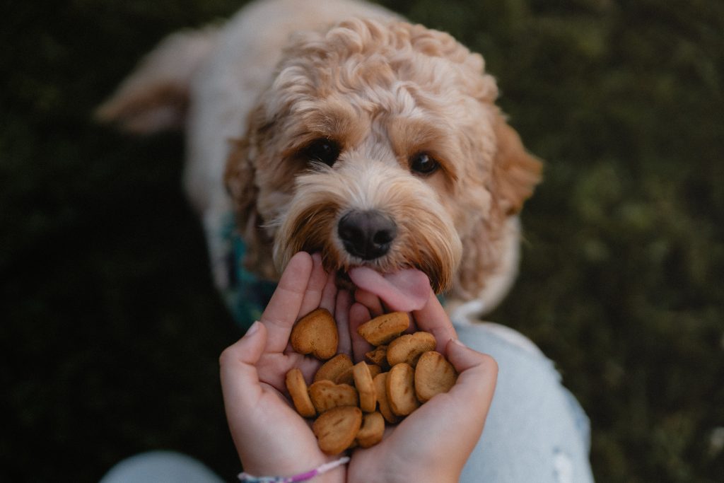 Dog licking healthy Oven-Baked Tradition treats held in hands outdoors