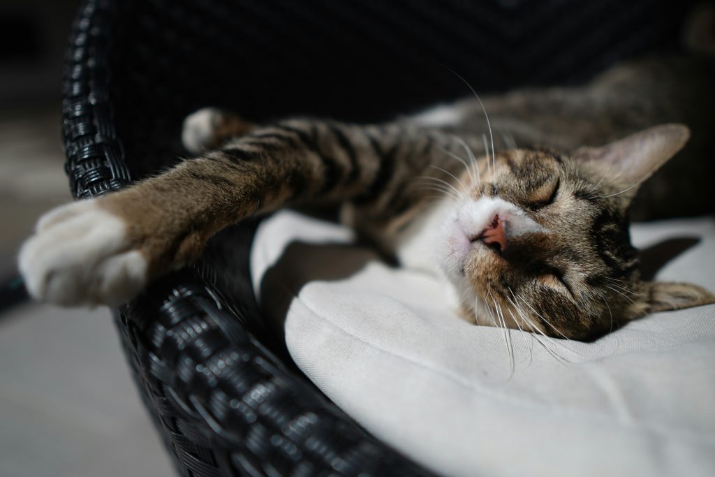 Cat resting peacefully on a cushion after enjoying Oven-Baked Tradition Care formula for urinary health