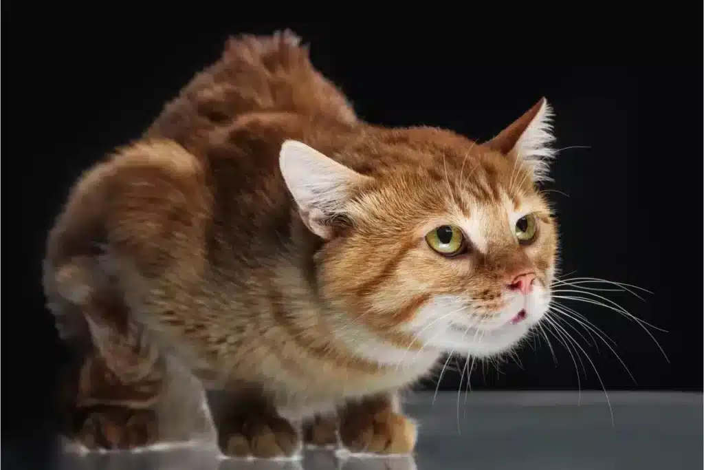 Scared cat illustrating feline anxiety in an Oven-Baked Tradition article on stress and fear in cats