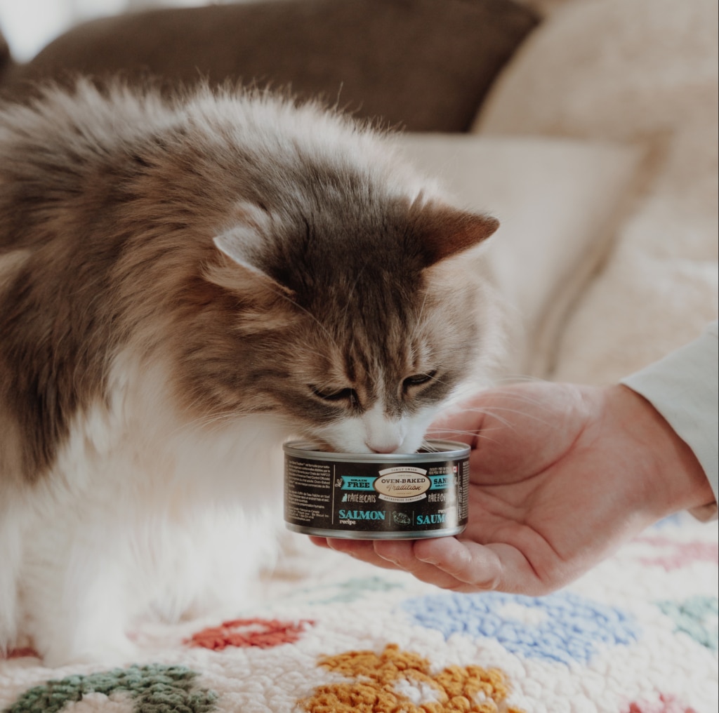 Long-haired cat sniffing an Oven-Baked Tradition salmon canned food held by a hand, illustrating healthy and natural nutrition for pet wellness.