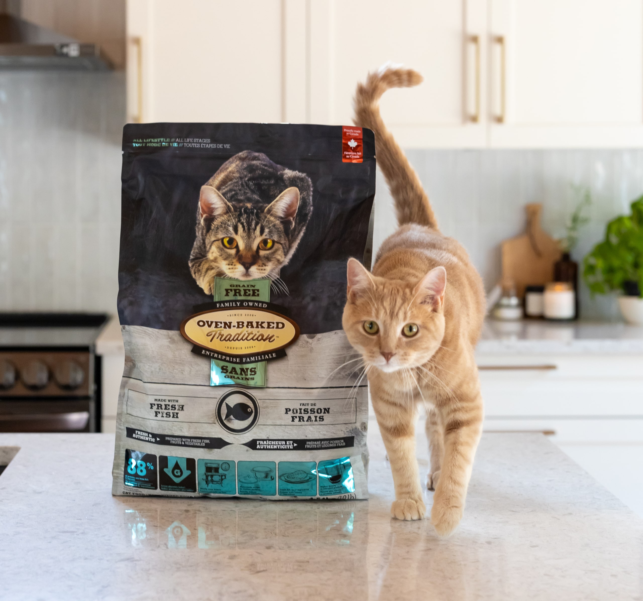 Cat next to an Oven-Baked Tradition grain-free food bag, perfect for preventing diabetes and obesity in cats.