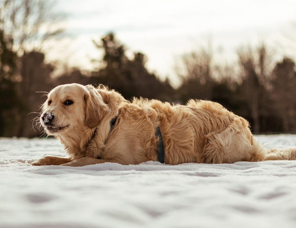Golden Retriever lying in the snow, showing obesity and diabetes risks in dogs, with Oven-Baked Tradition nutritional solutions.