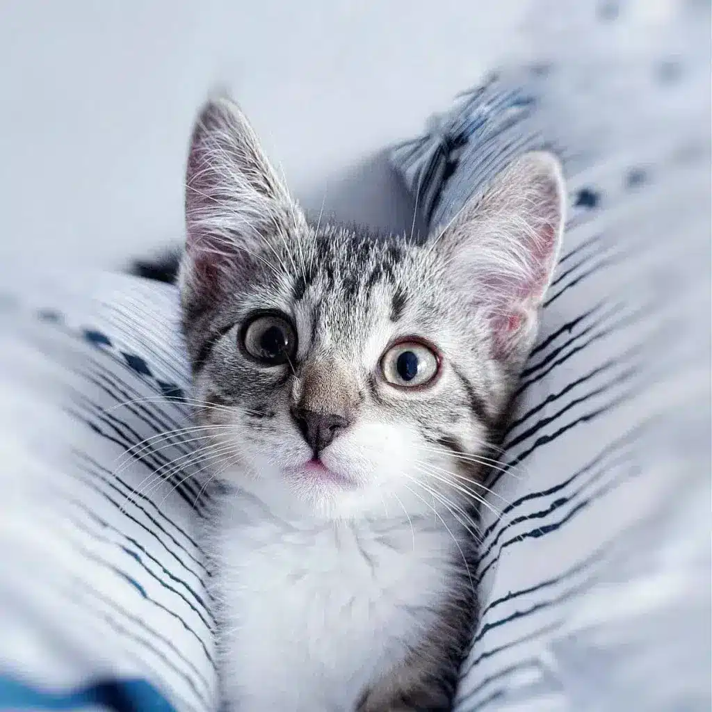 Wide-eyed tabby kitten nestled between striped blankets, showing typical early morning curiosity.