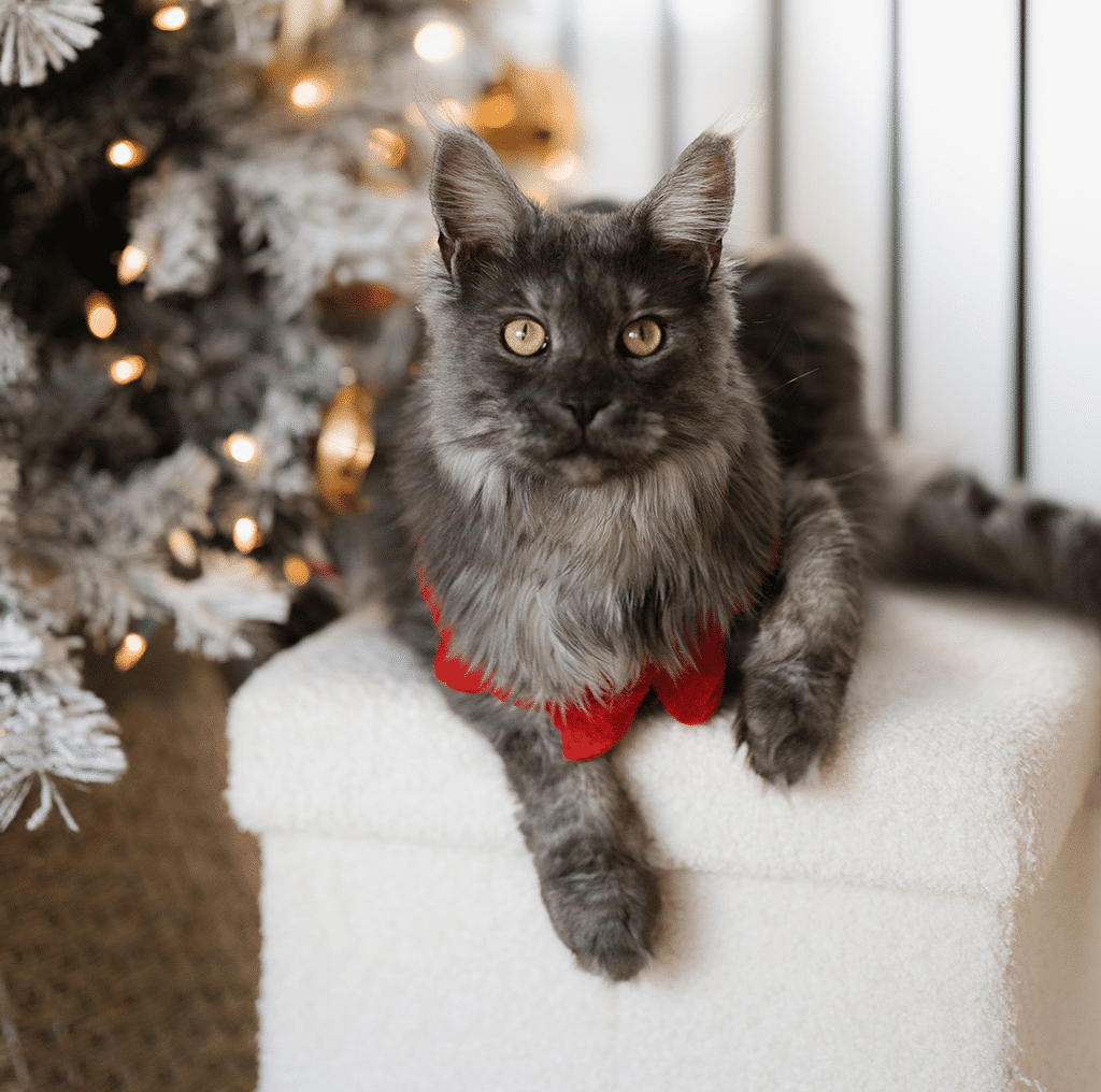 Grey cat in front of a decorated Christmas tree, tips for a stress-free holiday with Oven-Baked Tradition.