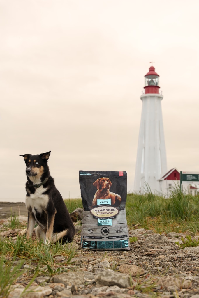 Oven-Baked Tradition hypoallergenic dog food bag with fish recipe, slow-baked for optimal nutrition, displayed outdoors near a lighthouse with a dog.
