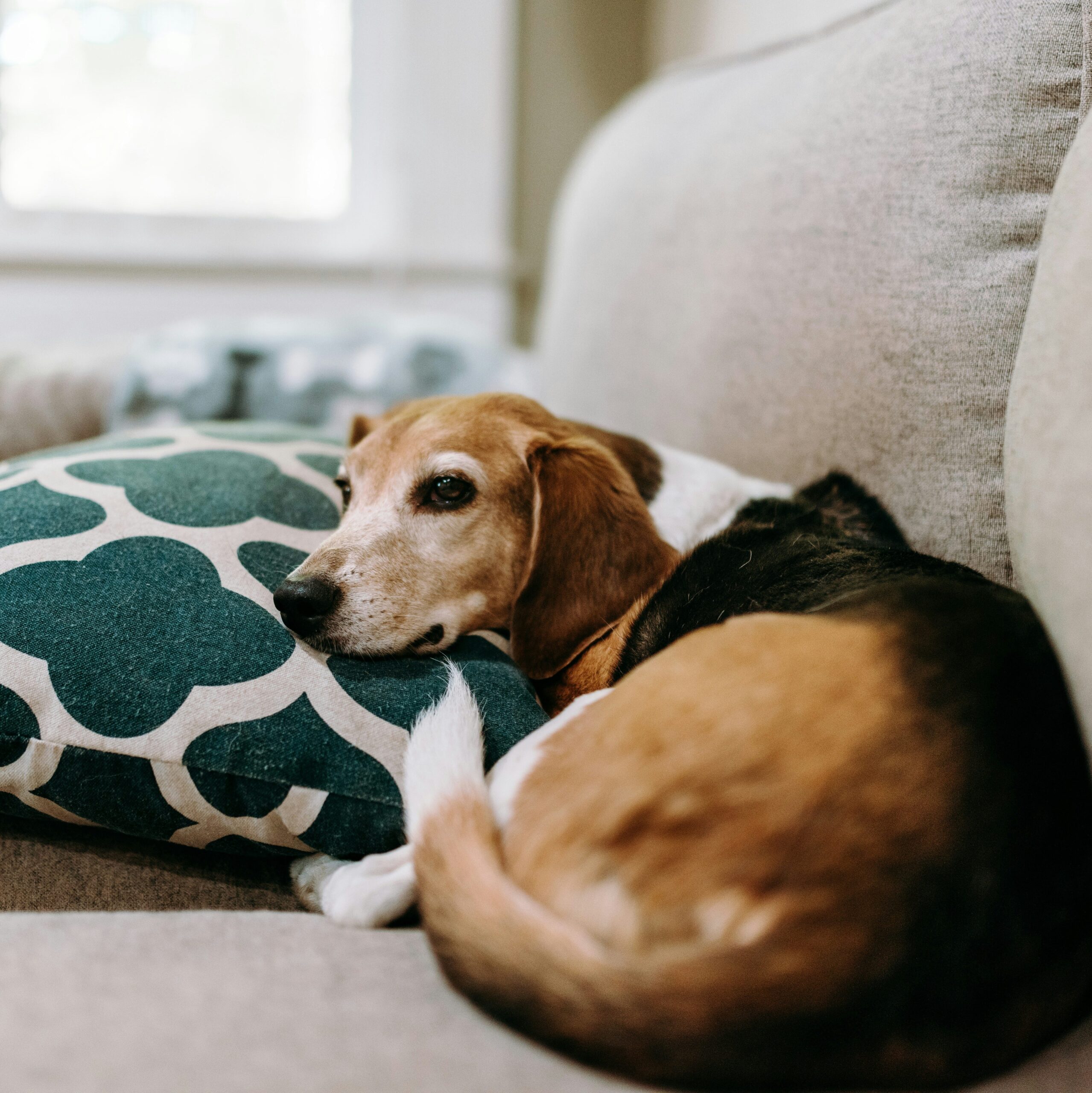 Dog sleeping peacefully on a couch in a home environment