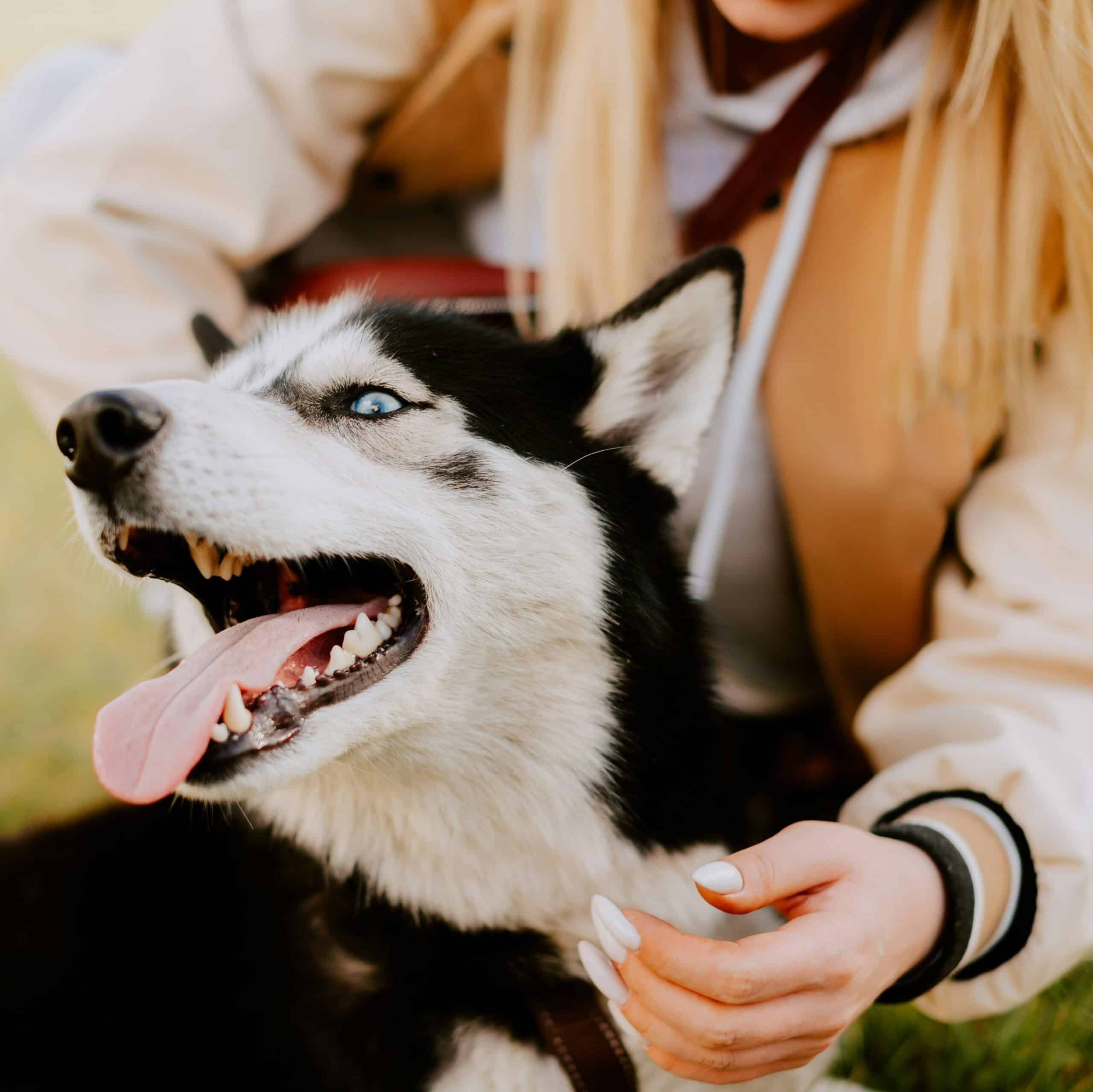 Chien heureux au printemps avec une peau saine grâce à la nourriture Oven-Baked Tradition pour peau sensible