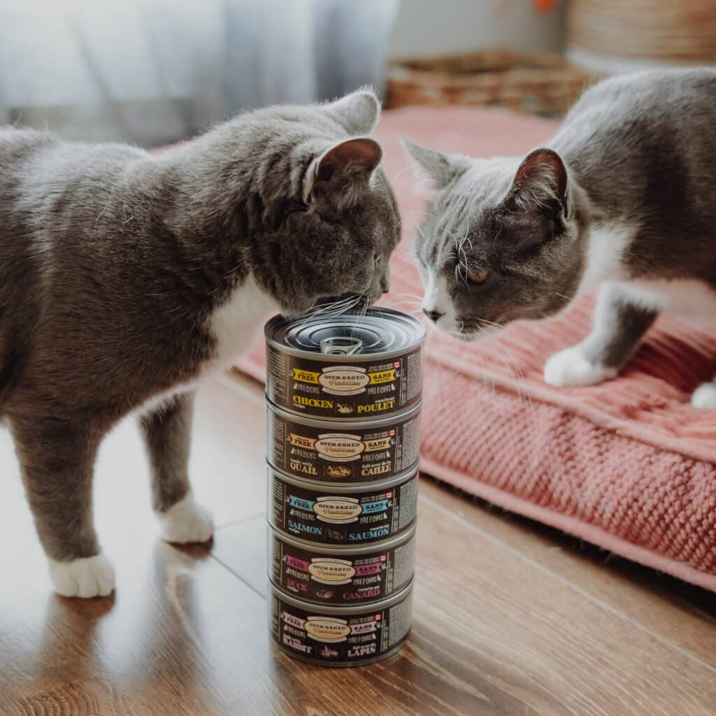 Cats looking at Oven-Baked Tradition wet cat food variety made in Canada