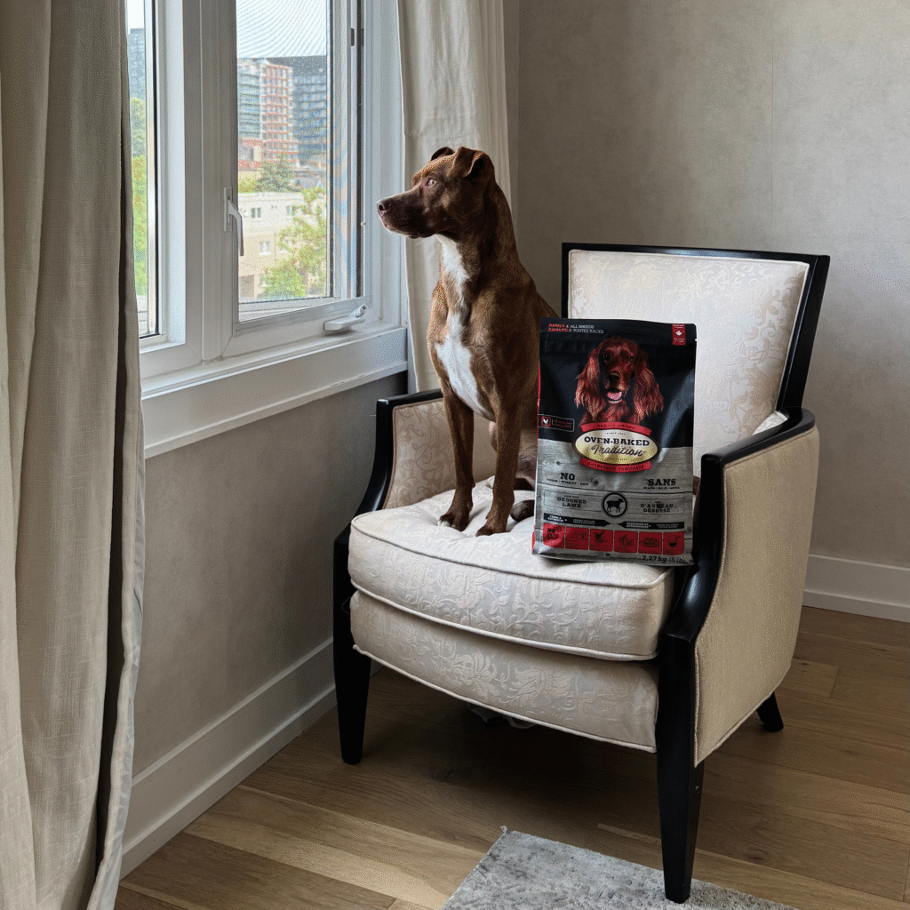Large-breed dog looking out the window while adjusting to a back-to-school routine, beside Oven-Baked Tradition oven-baked dog food